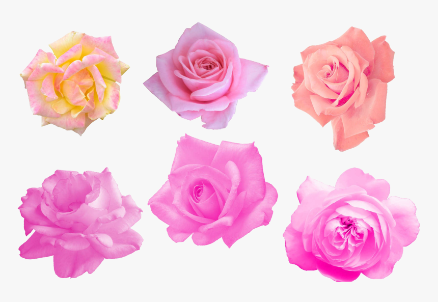 Pink Rose Png Image - Garden Roses, Transparent Png