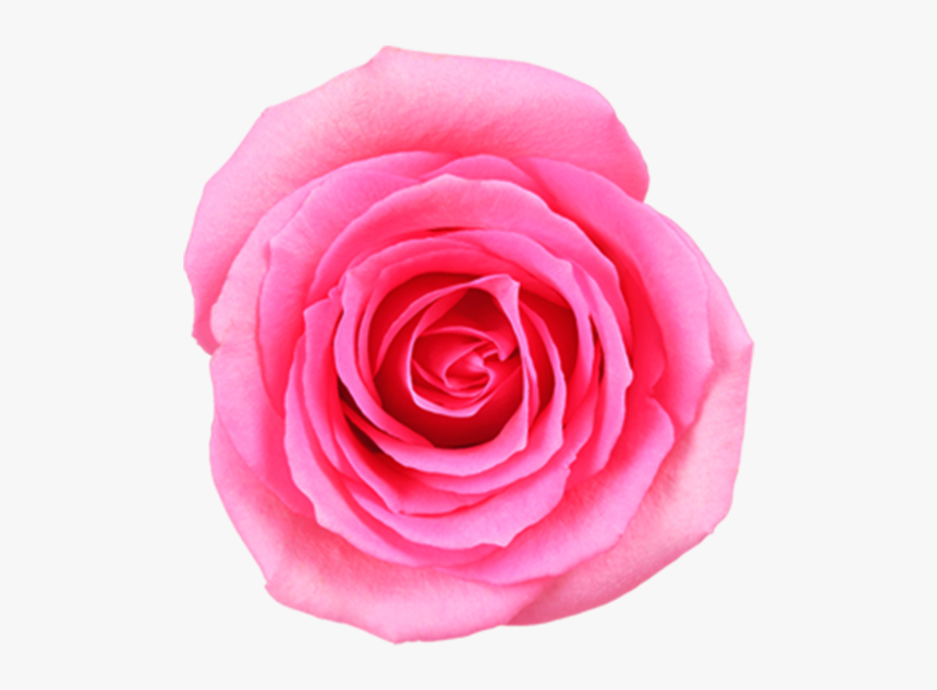 Pink Rose Png Image Free Download Searchpng - Garden Roses, Transparent Png