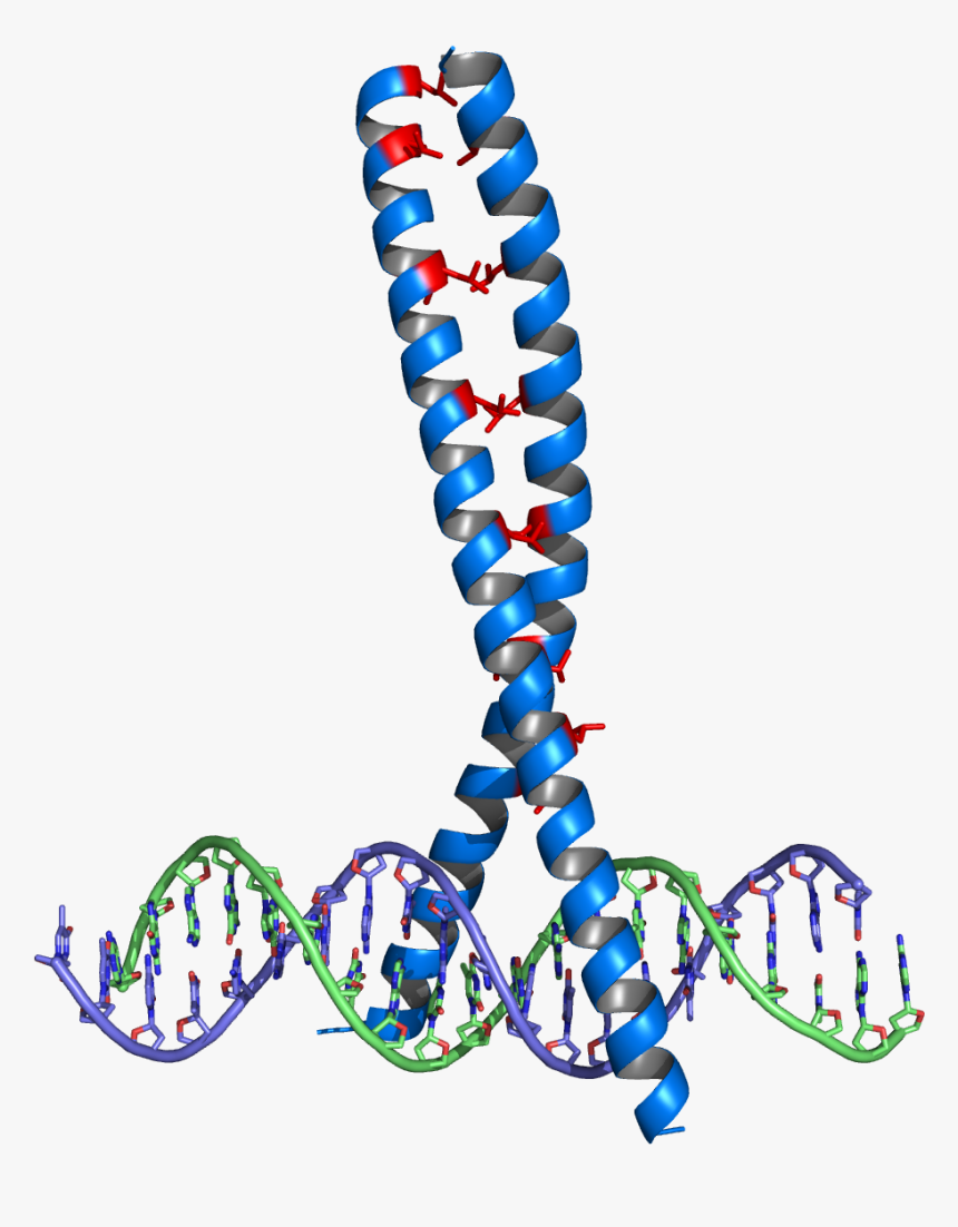 Leucine Zipper - Cerniera Di Leucina, HD Png Download