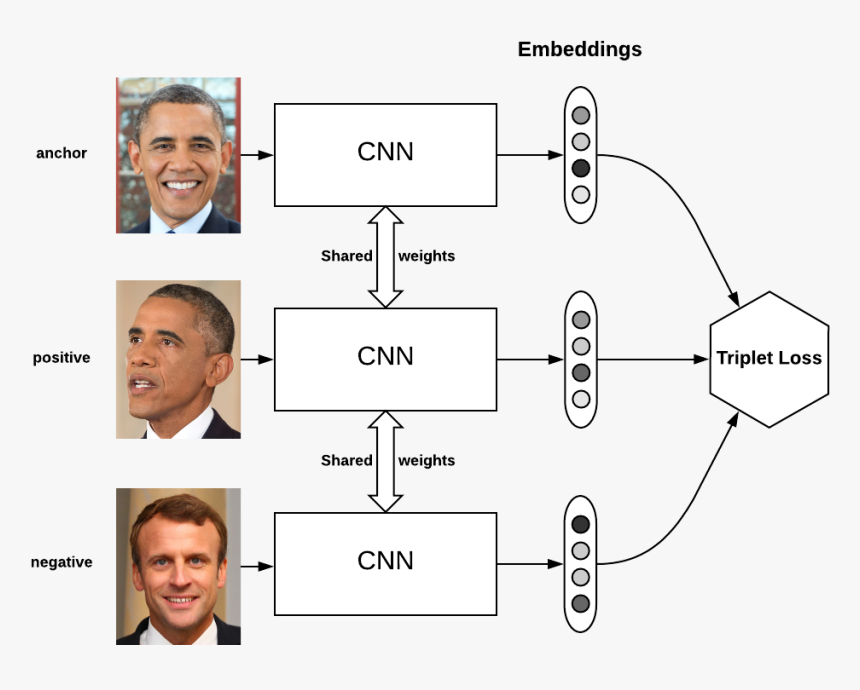 Triplet Loss Img - Siamese Network Triplet Loss, HD Png Download