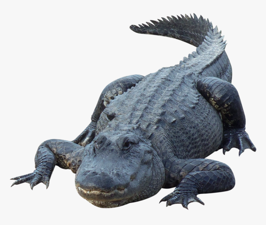 Alligator Png , Transparent Cartoons - Alligator Png, Png Download