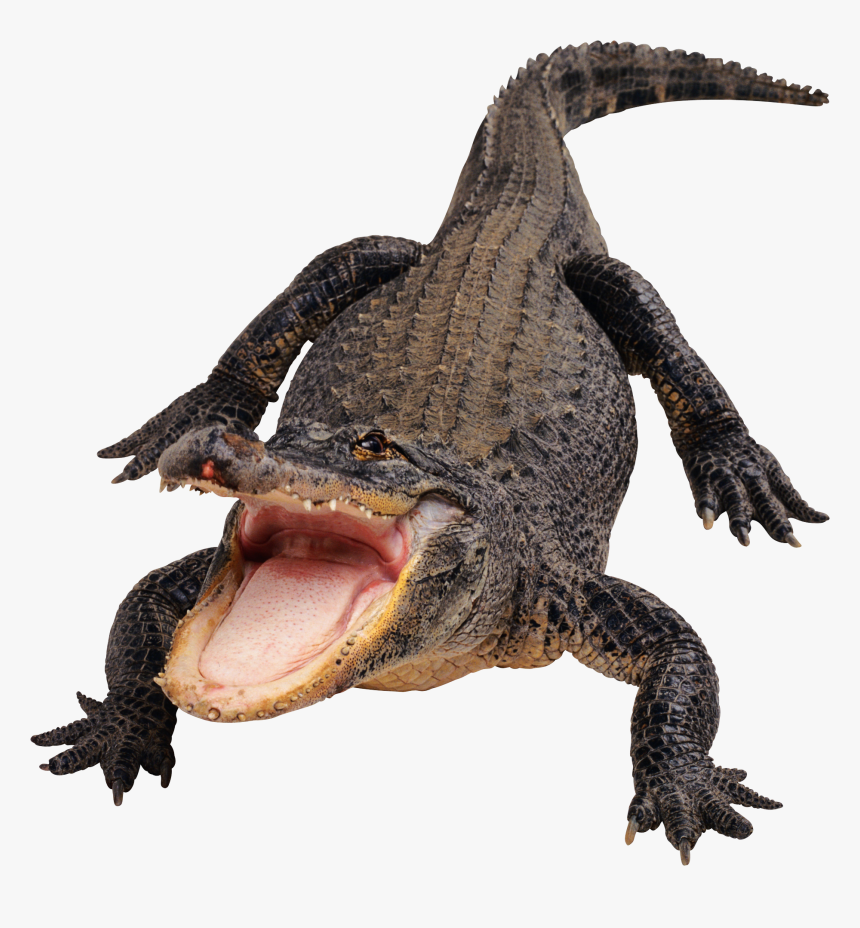 Crocodile, Gator Png - Alligator Png, Transparent Png