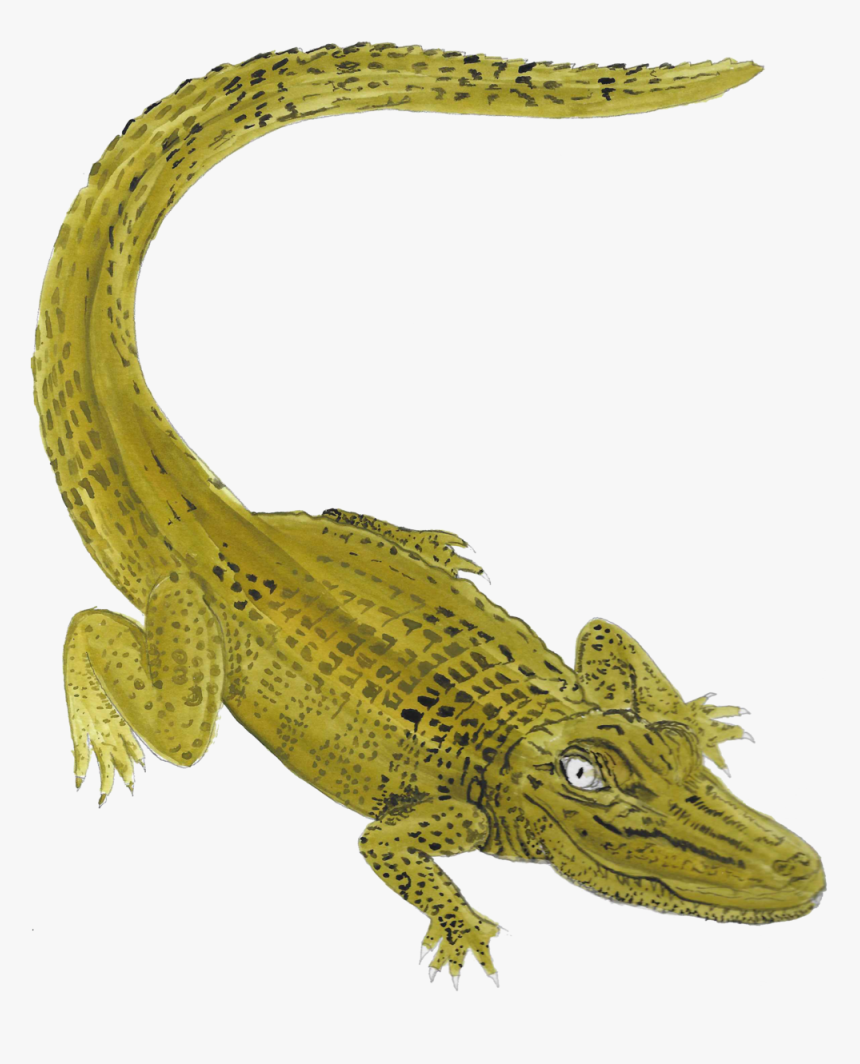 Nile Crocodile American Crocodile Hd Png Download Transparent Png Image Pngitem