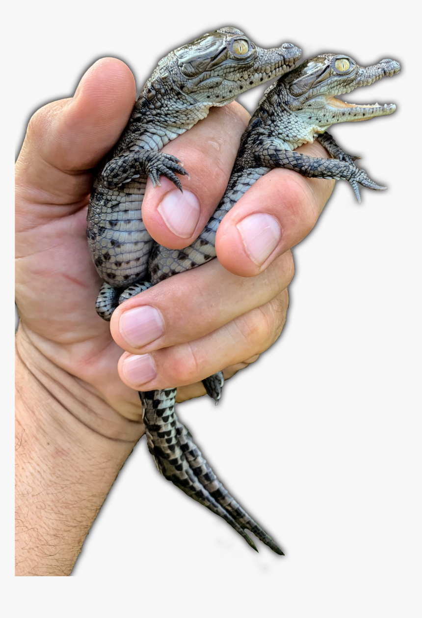 Saltwater Crocodile, HD Png Download