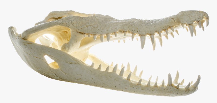 Transparent Crocodile Png - Crocodile Skull Transparent, Png Download