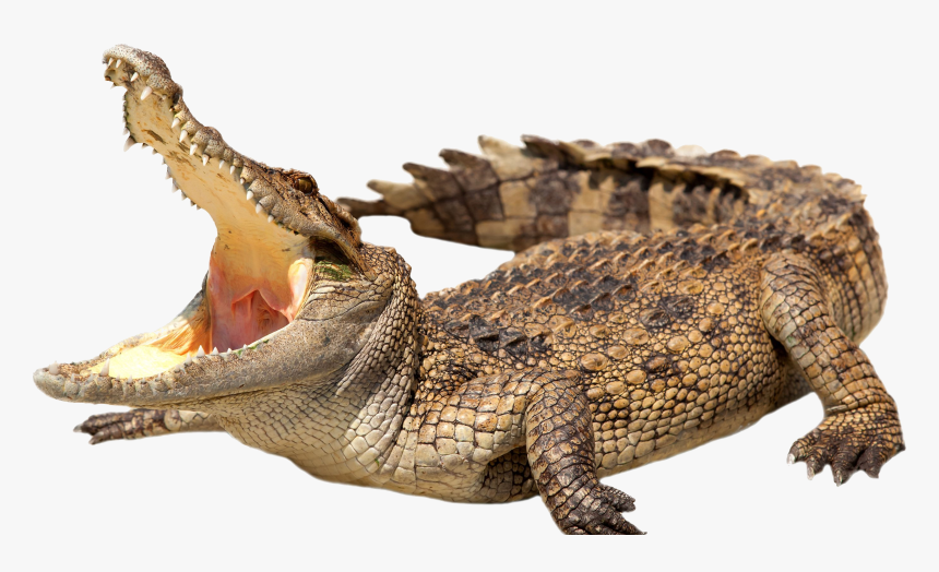 Alligator Png, Transparent Png