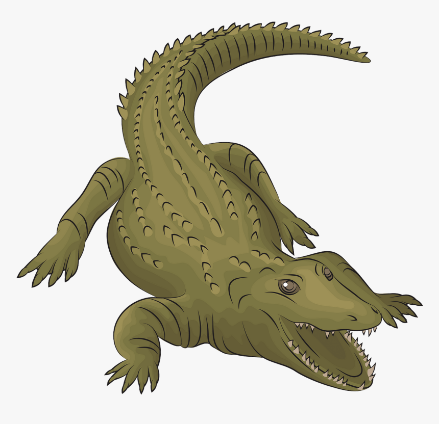 American Crocodile, HD Png Download