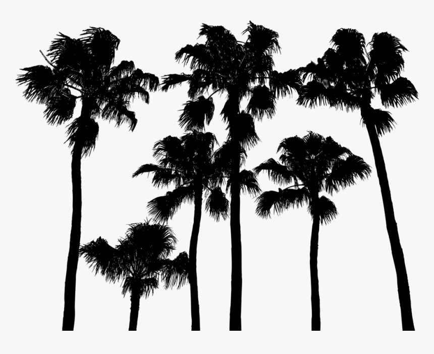Borassus Flabellifer, HD Png Download