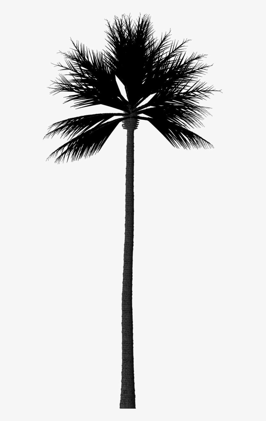 Photoshop Palm Tree Silhouette, HD Png Download