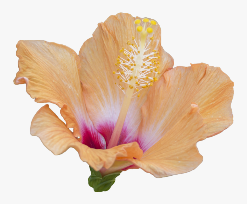 Hibiscus Png Image - Deviant Art Flower Pngs, Transparent Png