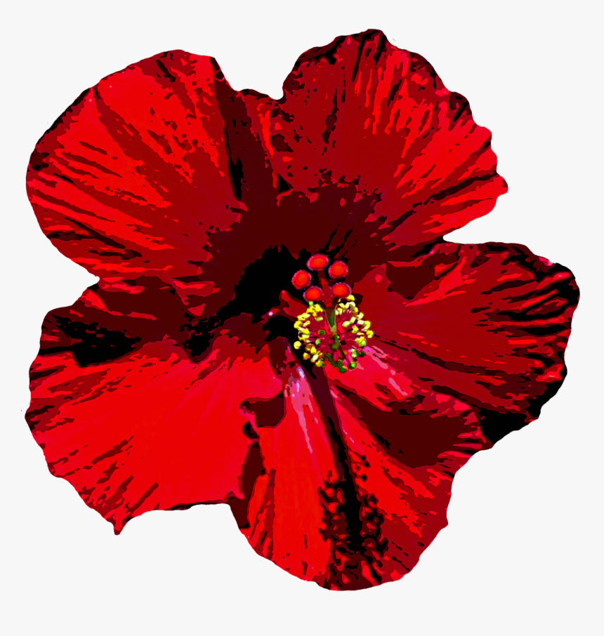 Hibiscus Png, Transparent Png