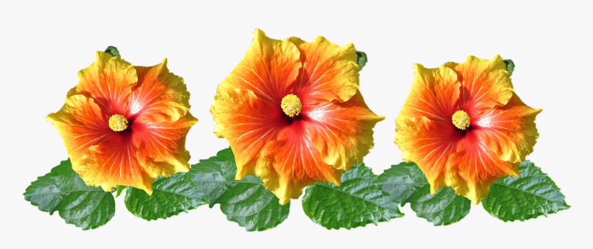 Hibiscus, Flowers, Arrangement, Tropical, Garden - Tropical Orange Flowers Transparent Background, HD Png Download