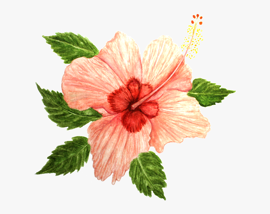 Hibiscus, Flower, Pink - Rosemallows, HD Png Download