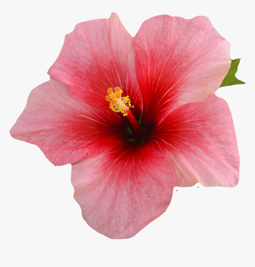 #flower #pink #hibiscus #summer #kawaii - Single Hibiscus Flower On A Black Background, HD Png Download