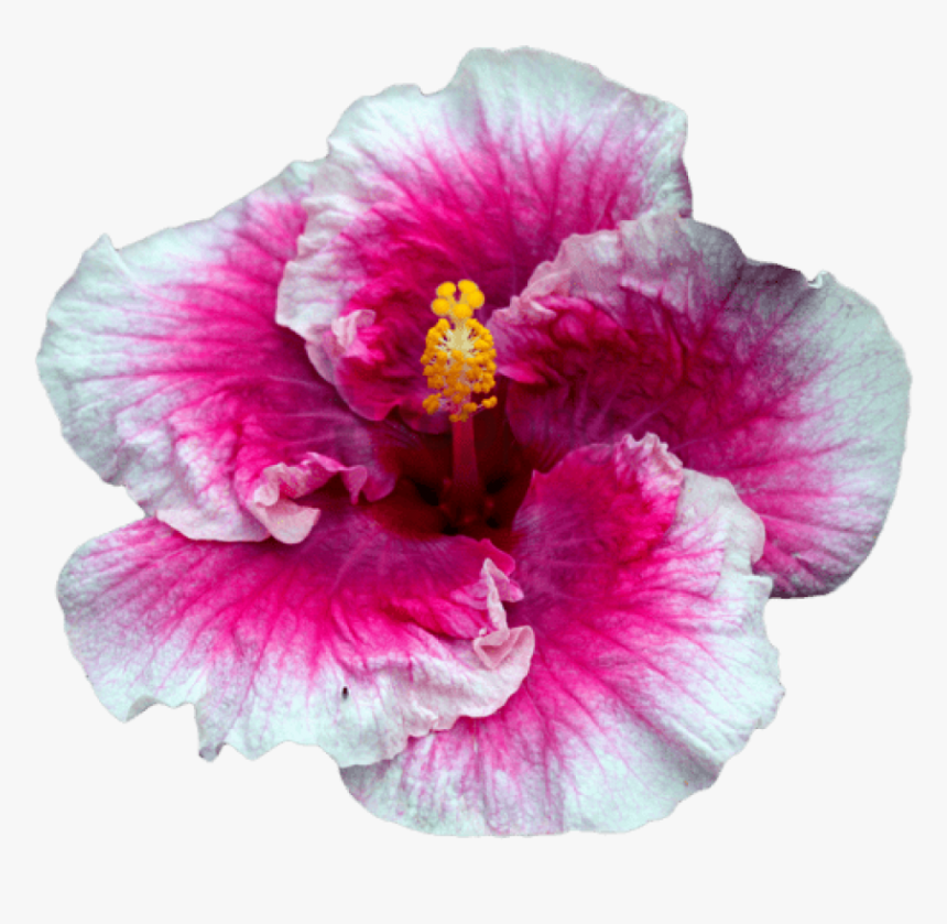 Free Png Tumblr Flowers Transparent Png Image With - Portable Network Graphics, Png Download