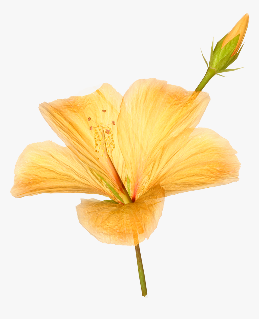 Flower Photograph Png, Transparent Png