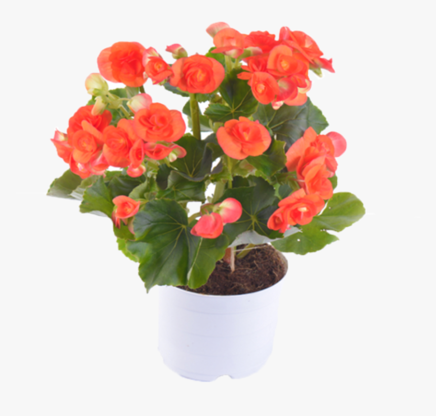 Hawaiian Hibiscus , Png Download - Flower Bouquet, Transparent Png