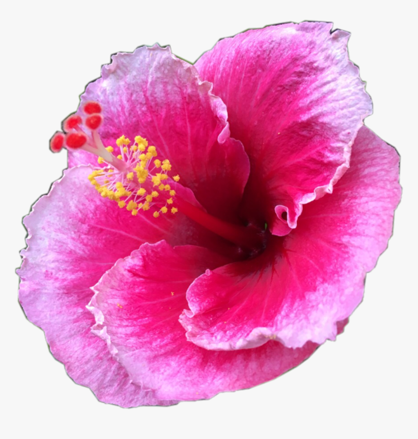 #pretty #pink #tropical #flower #tropicalflower #summer - ดอกไม้ สีชมพู แปลก ๆ, HD Png Download