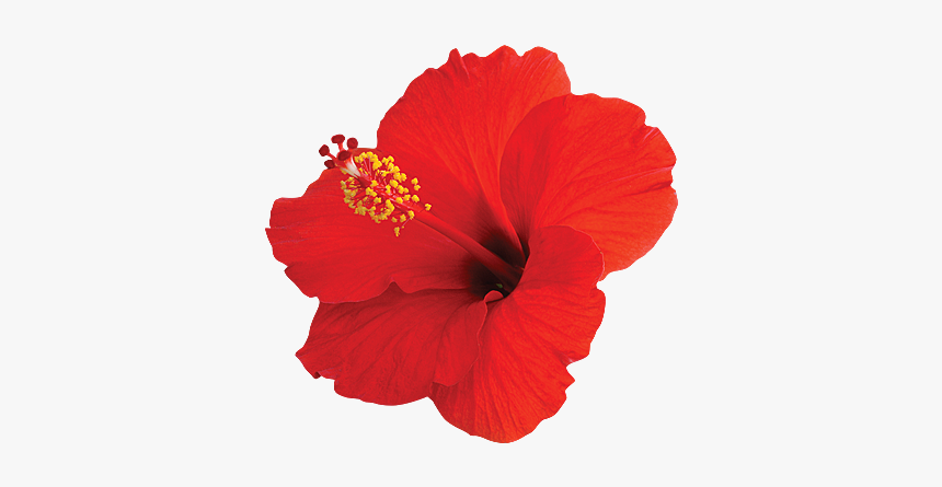 China Rose Images In Png, Transparent Png