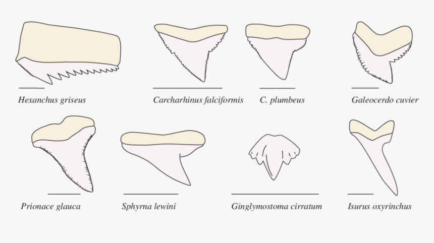 Shark Teeth Png - Tipos De Dientes De Tiburon, Transparent Png