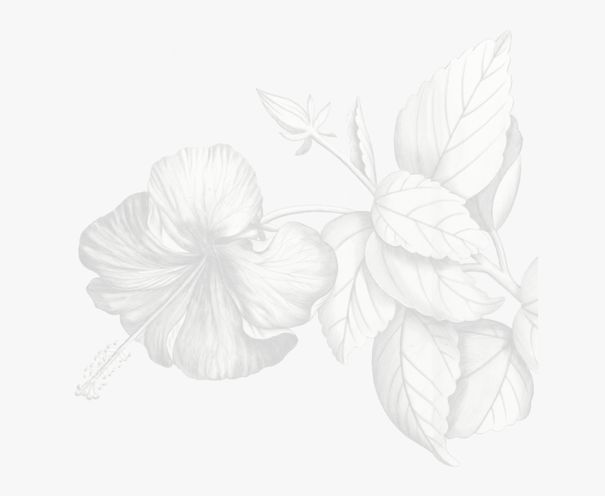 Hibiscus, HD Png Download