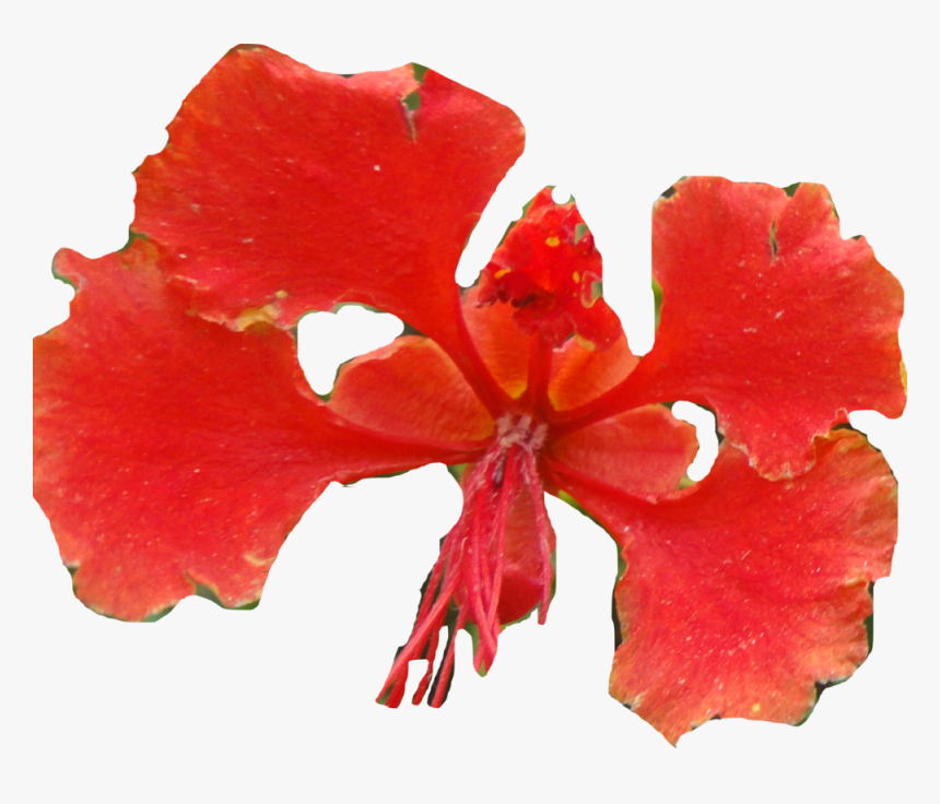 Hibiscus - Caesalpinia, HD Png Download