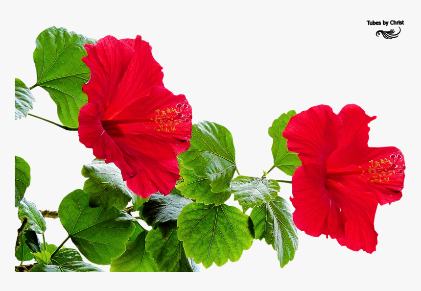 Tubes Psp Fleur Rouge, HD Png Download