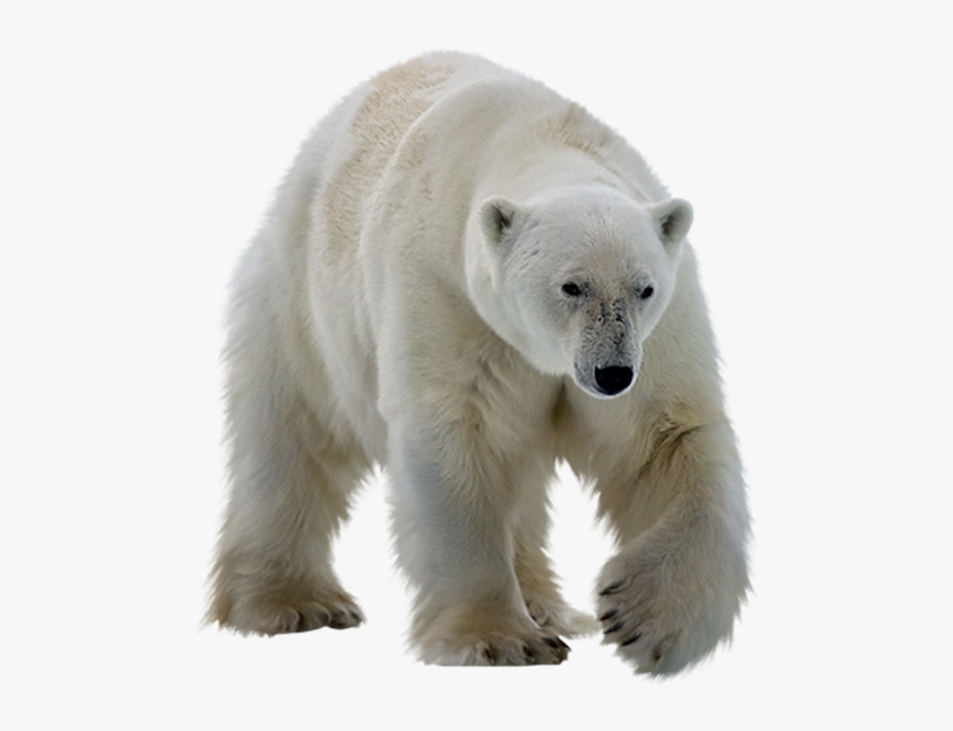 Polar Bear Transparent Background, HD Png Download
