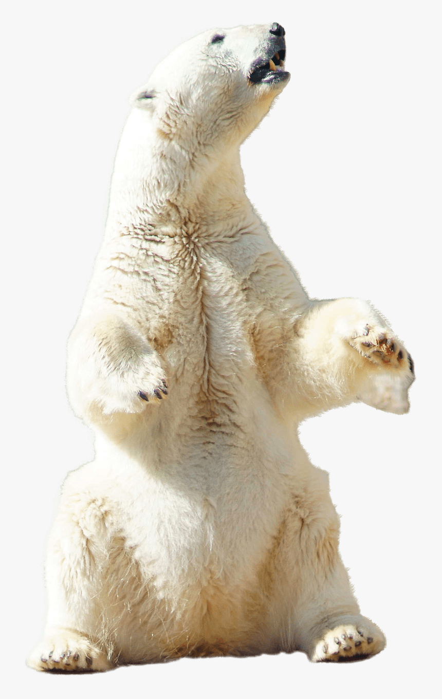 Polar Bear Sitting - Standing Polar Bear Png, Transparent Png