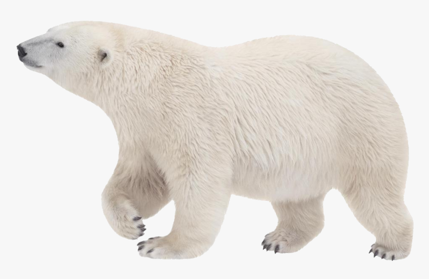 Polar Bear Transparent Background, HD Png Download