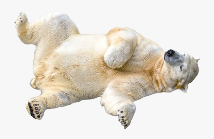 Polar Bear Transparent Background, HD Png Download