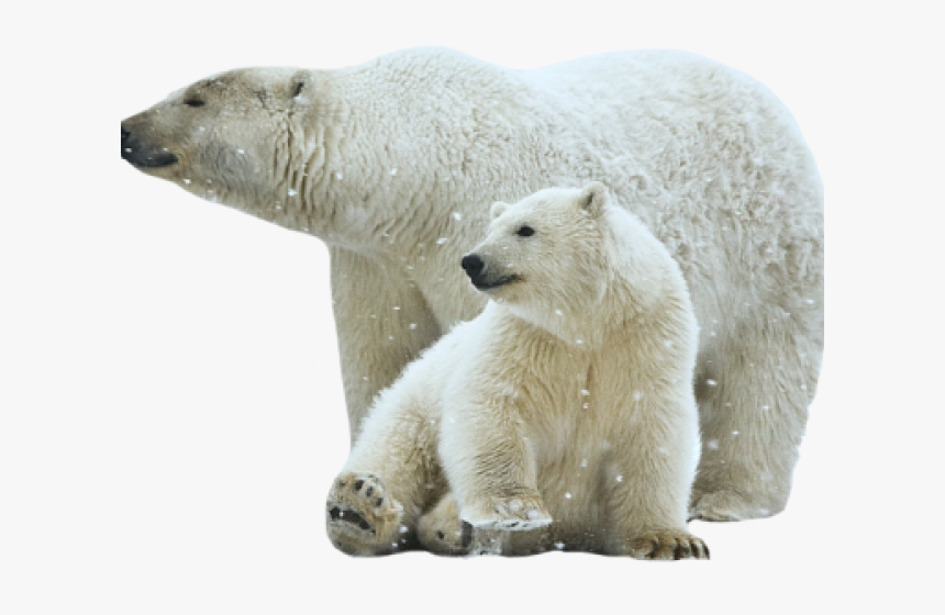 Polar Bear Png Transparent Images - Transparent Polar Bear Png, Png Download