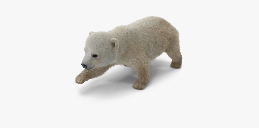 Polar Bear Png Download Image - Baby Polar Bear Png, Transparent Png