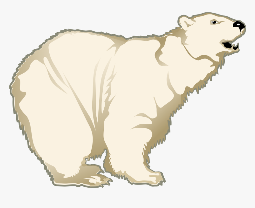 Polar White Bear Png - Polar Bear, Transparent Png