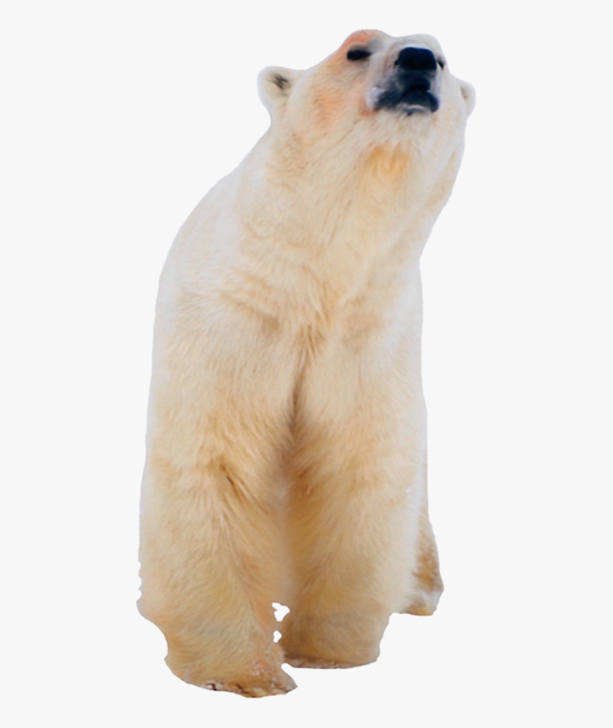 No Background Polar Bear, HD Png Download