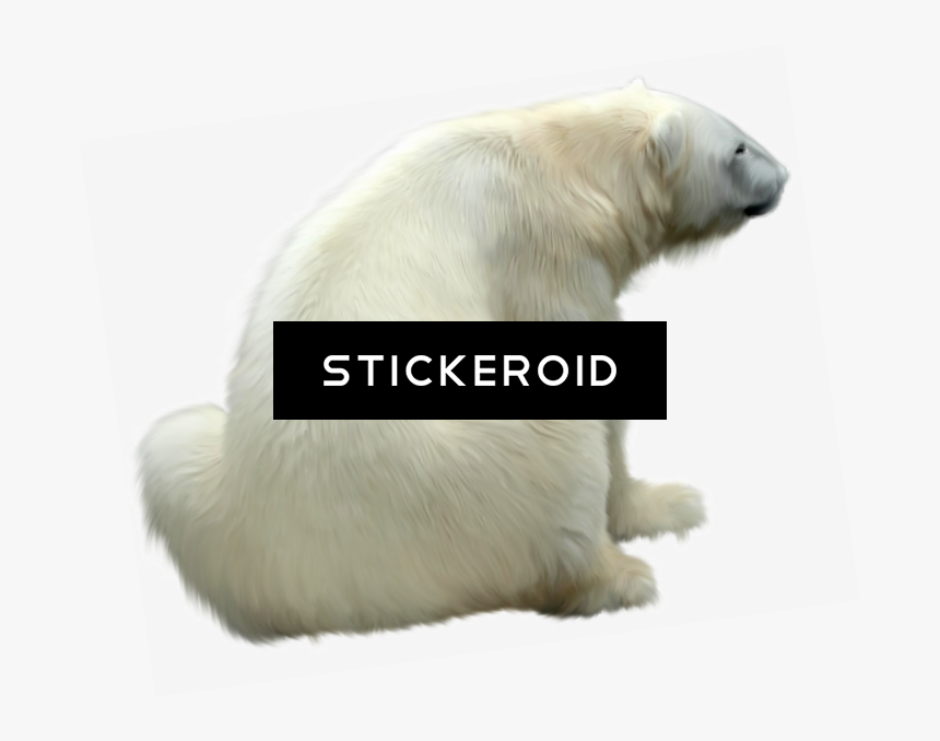 Polar White Bear - Polar Bear, HD Png Download