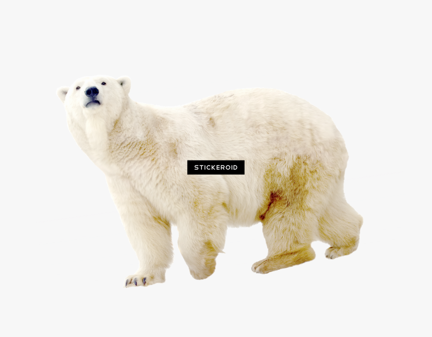 Polar White Bear - Polar Bear, HD Png Download