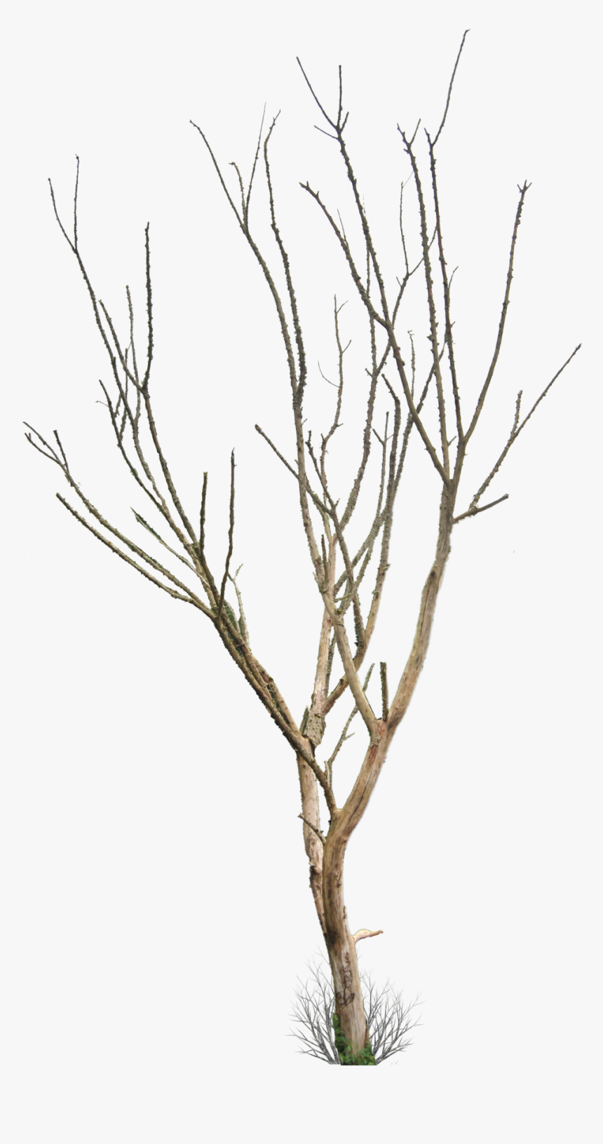 Dead Tree Png - Small Dead Tree Png, Transparent Png