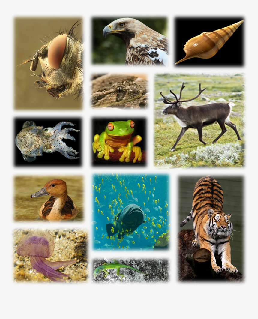 Species Biodiversity, HD Png Download