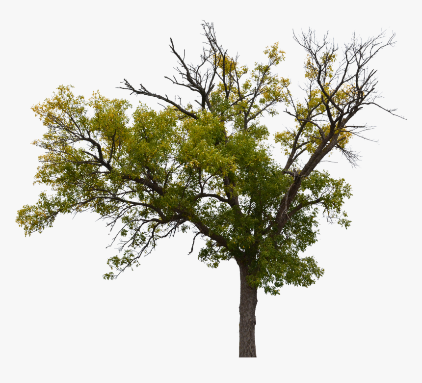 Pond Pine, HD Png Download