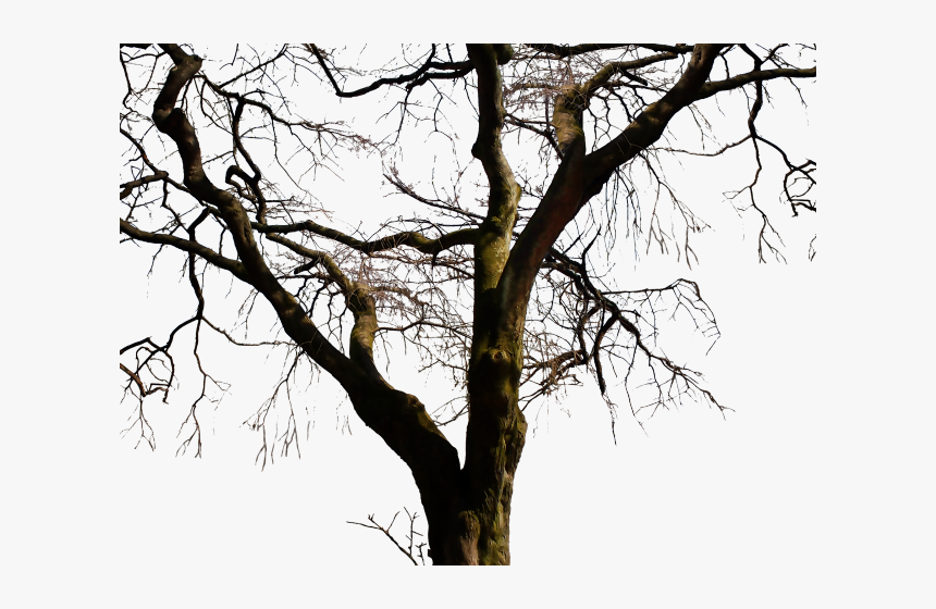 Transparent Bare Trees Clipart - Real Dead Tree Png, Png Download