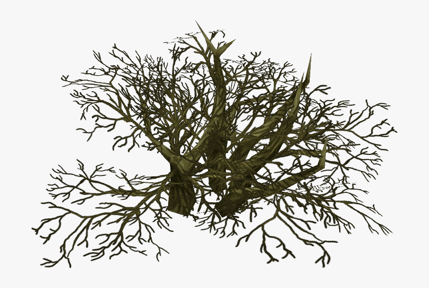 Pond Pine, HD Png Download
