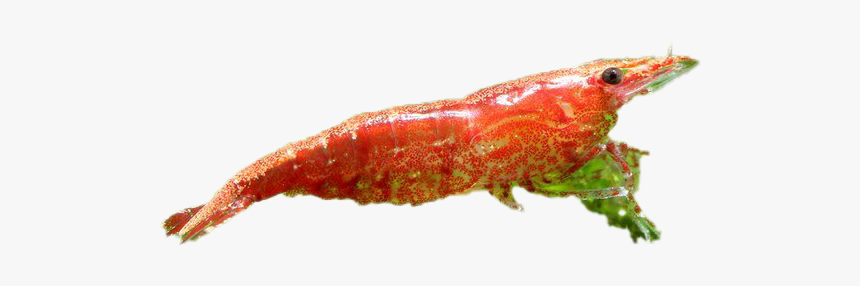 Cherry Shrimp Transparent Image - Caterpillar, HD Png Download
