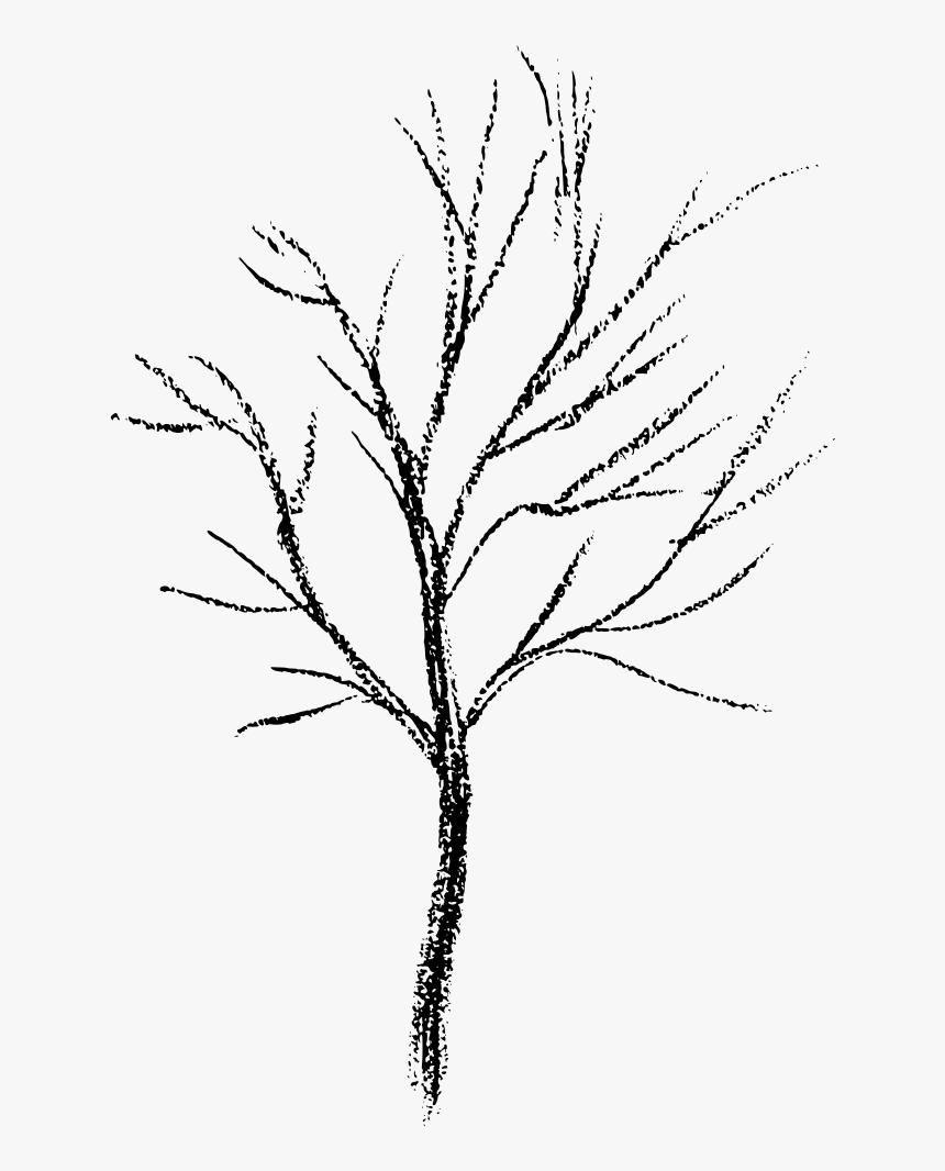 Png Download , Png Download - Twig, Transparent Png