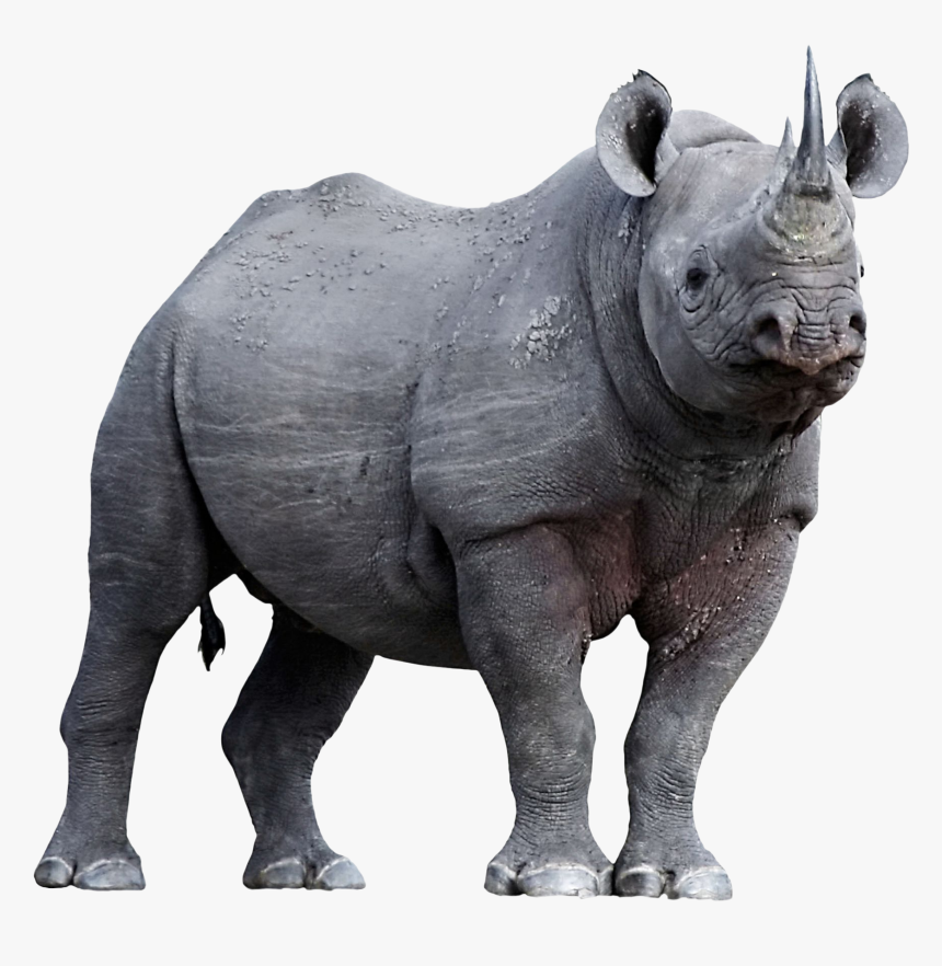 Endangered Animals Png, Transparent Png