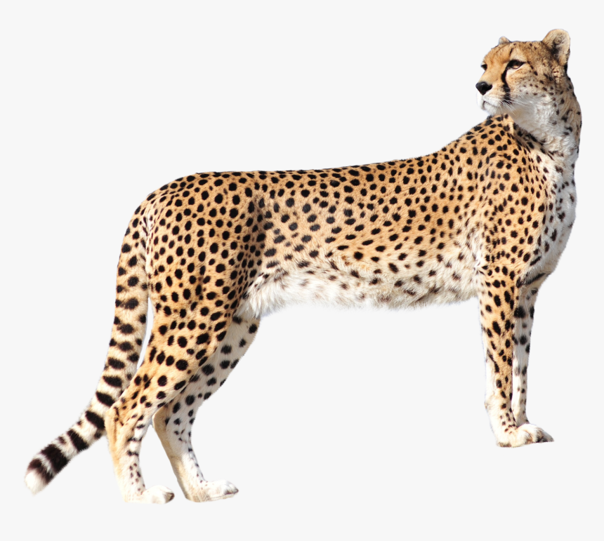 Cheetah Png Transparent Image - Leopard Png, Png Download