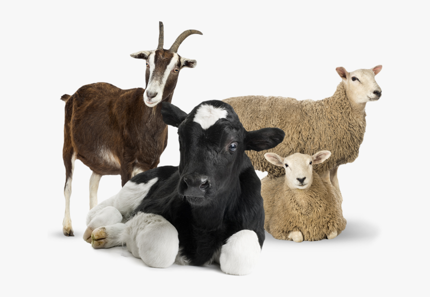 Goat Photo White Background, HD Png Download