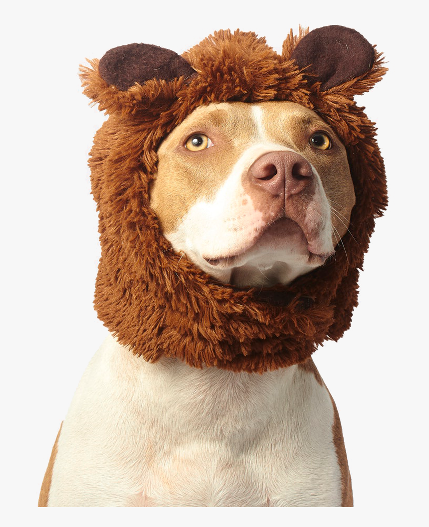 Dog Catches Something, HD Png Download