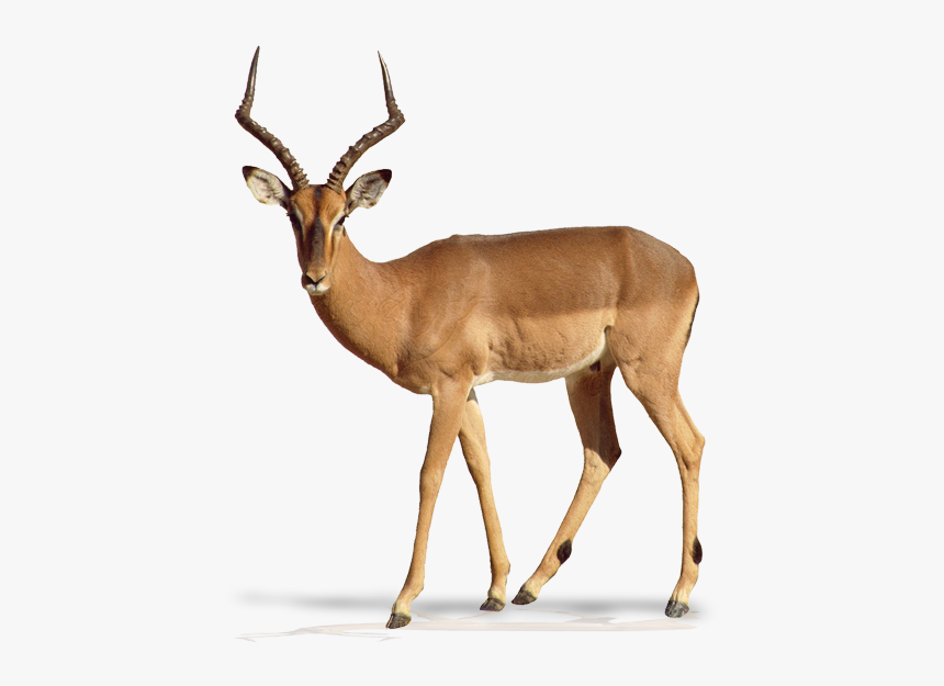 Impala Animal White Background, HD Png Download