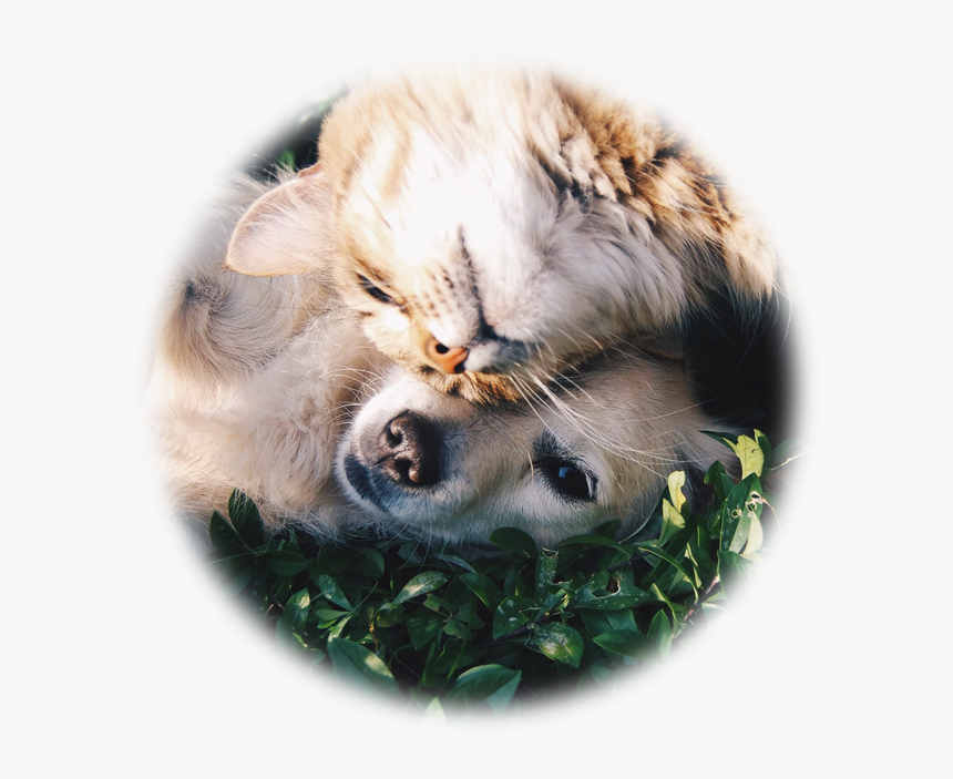 Animal, HD Png Download